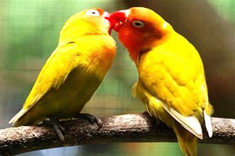 Cara Menurunkan Birahi Lovebird